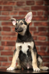 Cute puppy