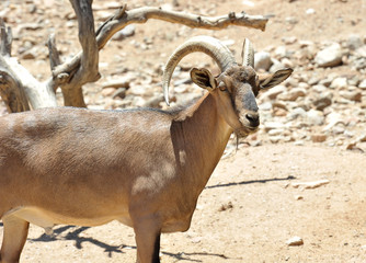 Mountain goat in Out of Africa Wildlife Park