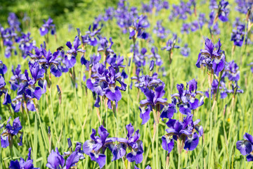Obraz na płótnie Canvas Flower blue irises