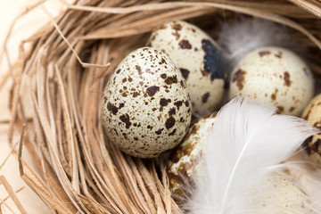 Obraz premium quail eggs in a nest with feather