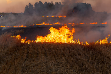 field burning