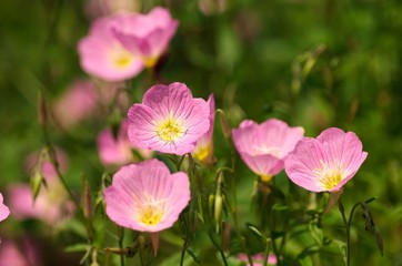 Naklejka premium Oenothera speciosa 