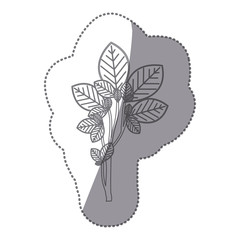 sticker gray color ramifications with oval leaves nature icon vector illustration
