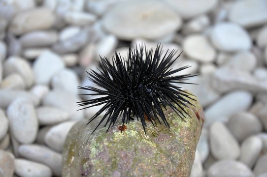Black sea urchin (arbacia lixula) on a stone at the beach