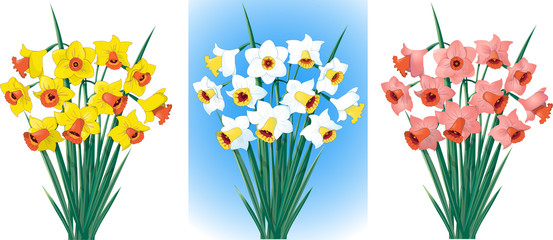 Daffodils in different colors