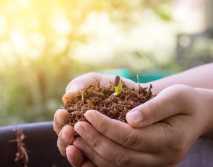 Hands holding green sprout with soil