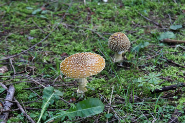 Mushroom in the forest