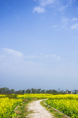 Countryside road in the rape flower fields