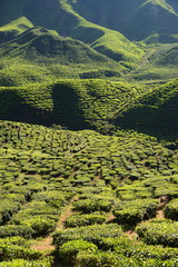 Green pattern of tea plantations in Cameron Highlands, Malaysia