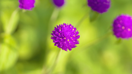Fototapeta premium Close-up of a purple round flower in a field of same flowers.