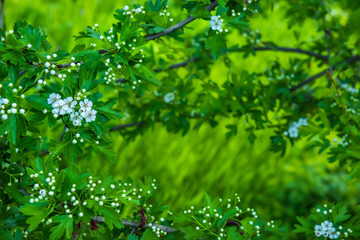 Fototapeta na wymiar branch with green leaves and delicate white flowers of hawthorn. natural beautiful spring look. flowering hawthorn. nezhney white flowers 