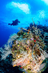 Technical SCUBA divers swim over a colorful coral wall on a tropical reef