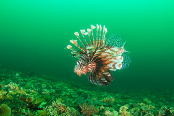 Naklejka na ściany i meble Lionfish patrolling a dark green reef during an algae bloom