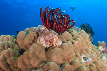 Scorpion fish on a hard coral