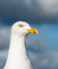 Seagull bird close up in St. Ives, Cornwall England.