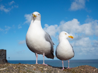 Two seagulls in St. Ives, Cornwall England UK.