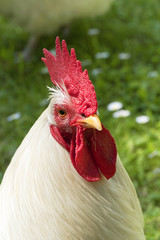 White rooster chicken looking for food.