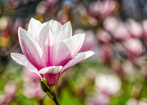 Magnolia flower blossom in springtime