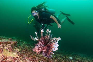 Lionfish and SCUBA diver in green, murky water