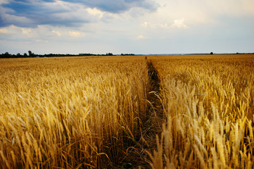 Obraz premium Empty countryside road through fields with wheat