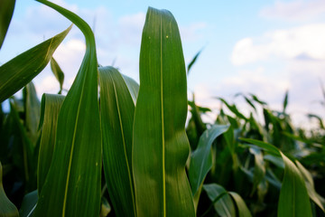 Green corn field,blue sky and sun on summer day.