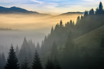 pine forest in fog at sunrise