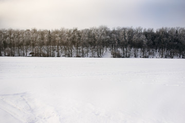 Winter pine forest in sunny cold day ,Ukraine