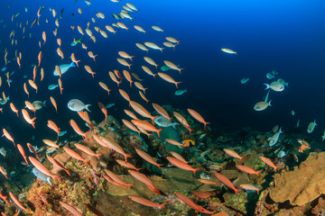 Tropical fish around a deep water coral outcrop