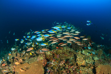 Fototapeta na wymiar Shoals of tropical fish around a deep water coral pinnacle