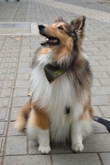 Collie de pelo largo