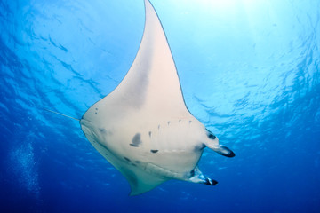 Large Manta Ray swimming in clear blue water
