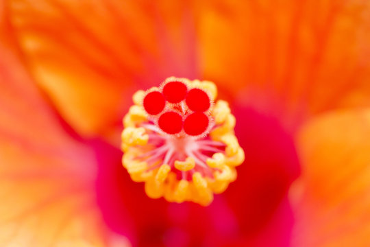 Close up image of red hibiscus flower