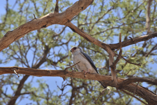 African Pygmy Falcon (polihierax semitorquatus) in tree, Namib Desert, Namibia,