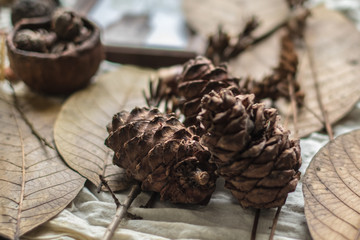 Pine cones and leaves