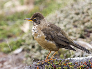 Falkland thrush, Turdus f. faclandii, is a local endemic species, Carcass, Falklands / Malvinas