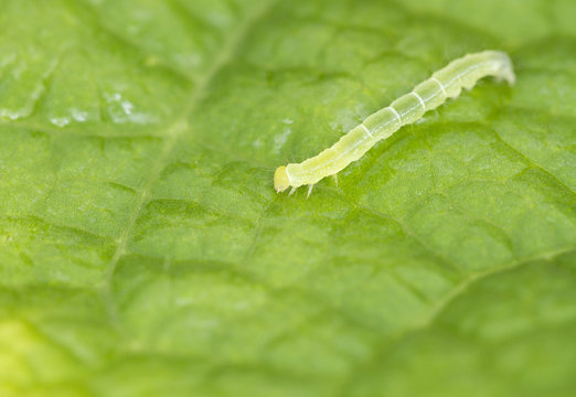 Yellow worm on green leaf