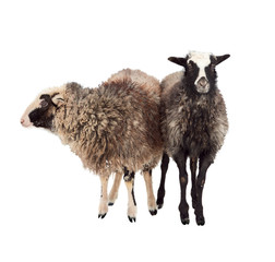 A pair of sheep with long hair. Isolated.