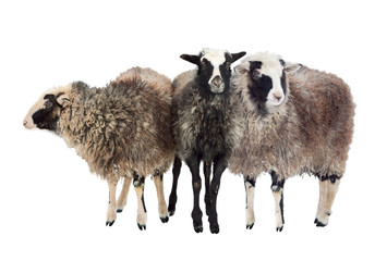 Trois moutons aux cheveux longs. Isolé.