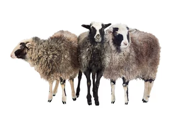 Photo sur Plexiglas Moutons Trois moutons aux cheveux longs. Isolé.