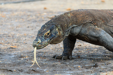 Large Komodo Dragon patrolling the shoreline