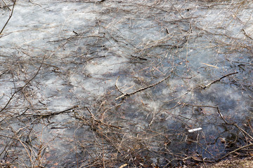 Small branches on the ice