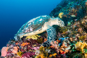 Fototapeta premium Hawksbill Turtle at Batu Balong, Komodo.