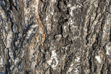 Natural Relief and Rough Bark Texture of Old Birch