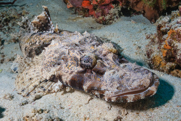 Crocodile fish at Cauldron, Komodo