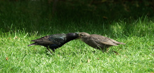 Stare,Fütterung,Aufzucht