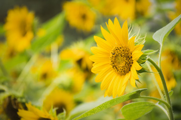 Field of blooming sunflowers