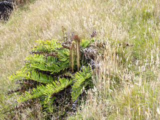 large fern, Carcass, Falklands / Malvinas