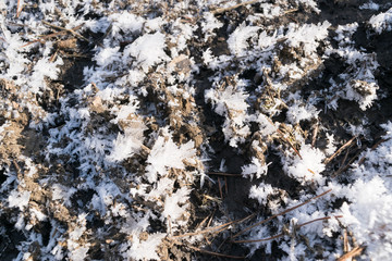 Large Ice Crystals Lit by Sun