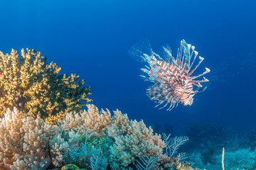 Lionfish hunt on a dark, tropical coral reef