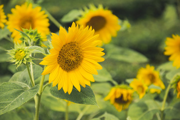 Field of blooming sunflowers